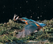飛翔