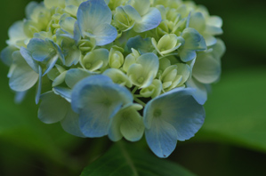 作例１花の下のほうが暗い