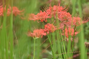 作例3 低いアングルで手前の茎の間から撮る