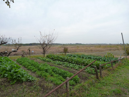 荒川の河川敷