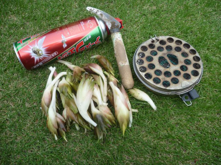 ミョウガ