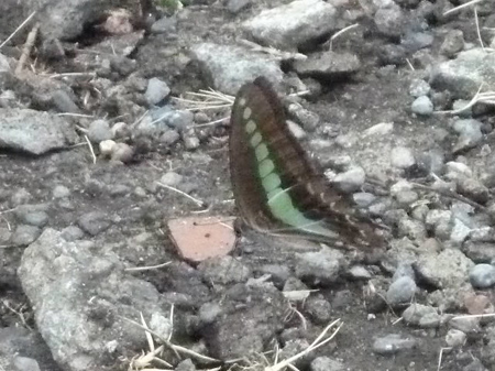 アゲハチョウ