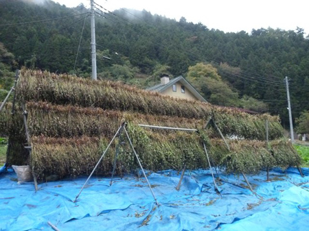 天候悪し