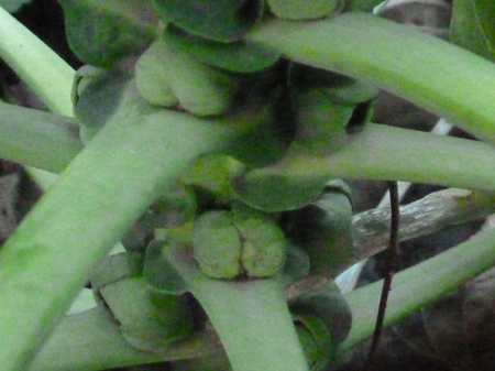 芽キャベツ
