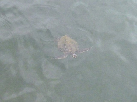 ウミガメ