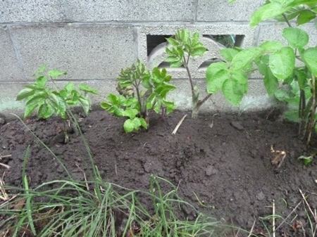 土