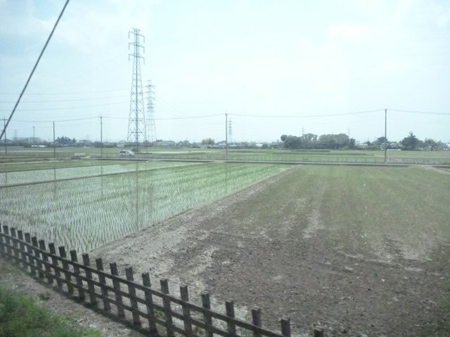 田植え