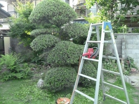柘植