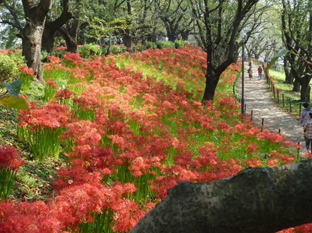 曼珠沙華