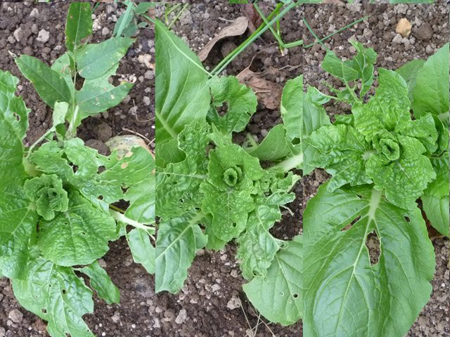 埼玉菜園（蜜蜂の空家）
