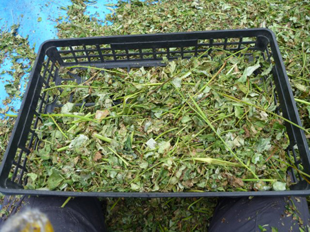 檜原蕎麦の脱穀