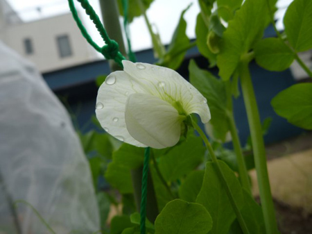 花盛り 7