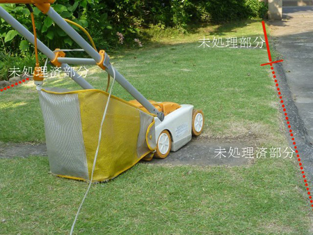 トウモロコシの雄花