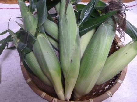 倍土と除草