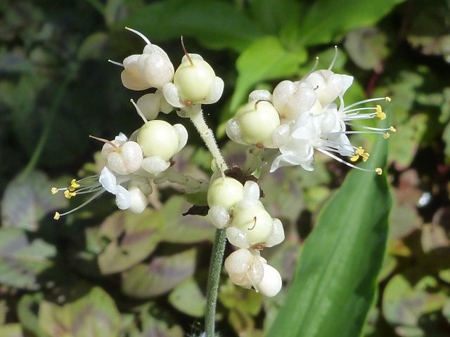 残った除草