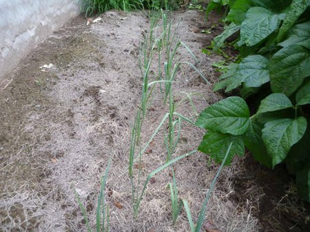 埼玉菜園(ガス欠)