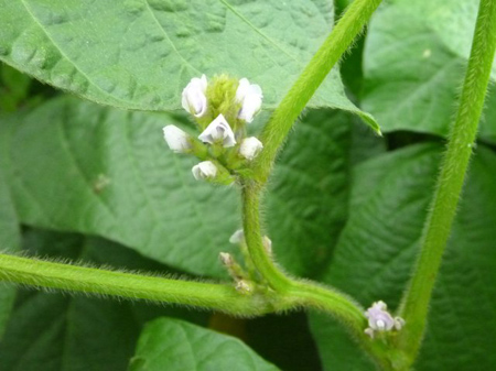 埼玉菜園(ガス欠)
