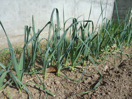 埼玉菜園(踏切障害)