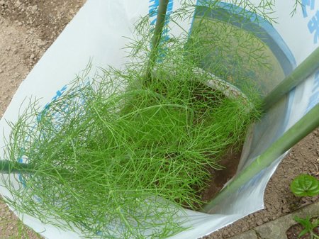 埼玉菜園(犯人捜し)