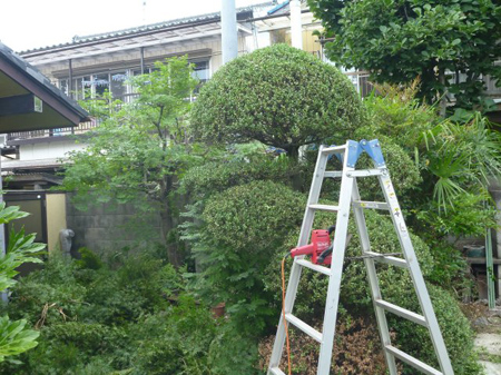 ヤングコーンの収穫