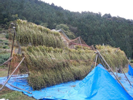 檜原村蕎麦の脱穀