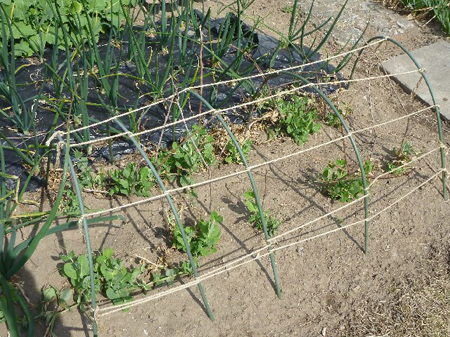 埼玉菜園(育ちすぎた野菜)