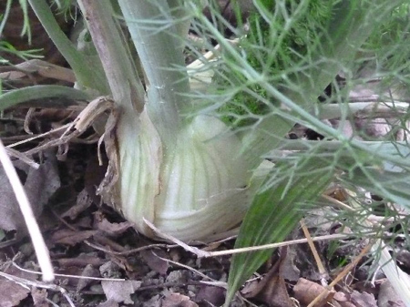 埼玉菜園