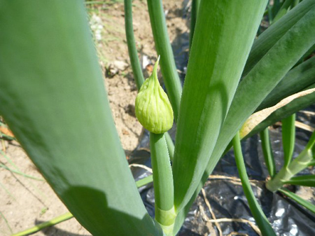 埼玉菜園(玉葱のワケギ)