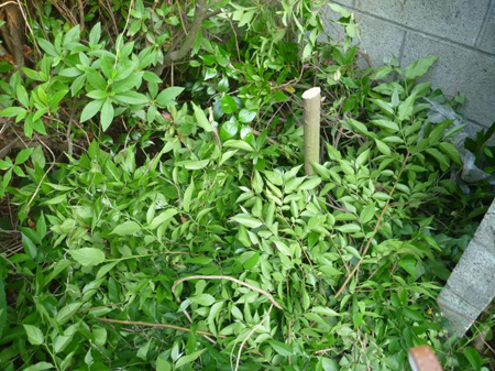 除草剤の効果