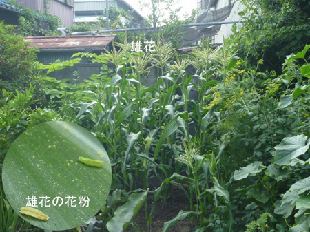 キュウリのオイキムチ