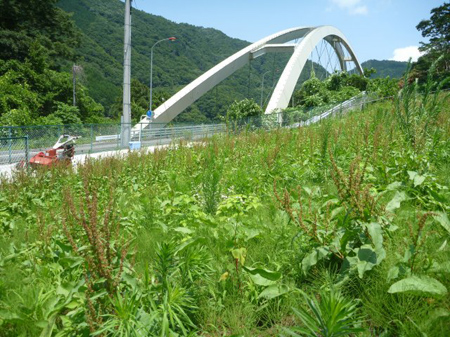 雑草を叩く