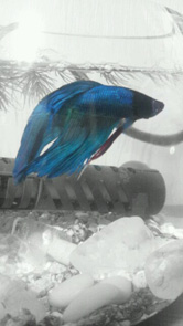 魚だけがカラー。印象的なモノクロ写真ができました！